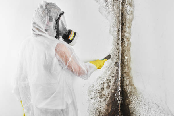 Trusted Chickasaw, AL Mold Inspection, Removal & Remediation Experts